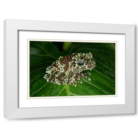 Vietnamese mossy frog White Modern Wood Framed Art Print with Double Matting by Jones, Adam