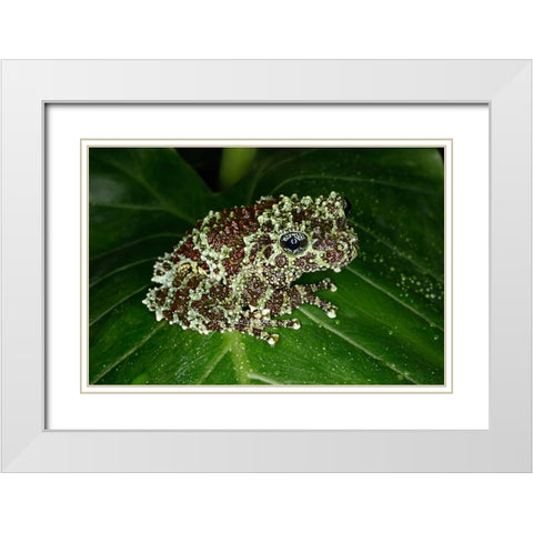 Vietnamese mossy frog White Modern Wood Framed Art Print with Double Matting by Jones, Adam