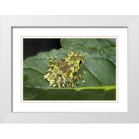 Southeast Vietnam Mossy tree frog on leaf White Modern Wood Framed Art Print with Double Matting by Zuckerman, Jim