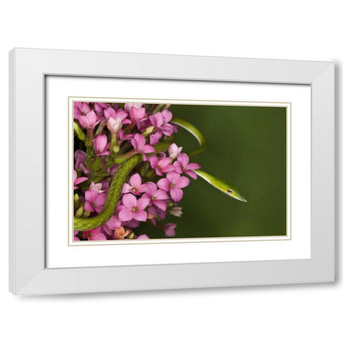 Vietnam Close-up of poisonous Asian Vine Snake White Modern Wood Framed Art Print with Double Matting by Flaherty, Dennis