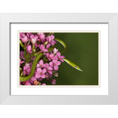 Vietnam Close-up of poisonous Asian Vine Snake White Modern Wood Framed Art Print with Double Matting by Flaherty, Dennis