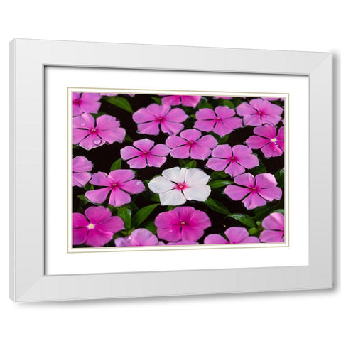 Asia-Vietnam-Mui Ne Pink and white flowers floating on water White Modern Wood Framed Art Print with Double Matting by Merrill Images
