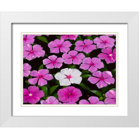 Asia-Vietnam-Mui Ne Pink and white flowers floating on water White Modern Wood Framed Art Print with Double Matting by Merrill Images