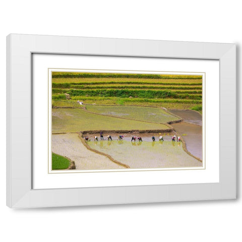 Vietnam -Rice paddies in the highlands of Sapa White Modern Wood Framed Art Print with Double Matting by Norring, Tom