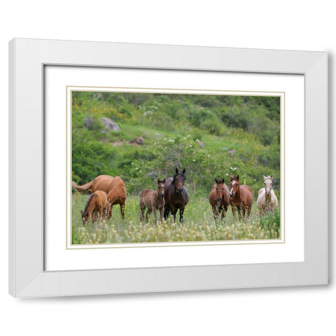 Horses on their summer pasture National Park Besch Tasch in the Talas Alatoo mountain range White Modern Wood Framed Art Print with Double Matting by Zwick, Martin