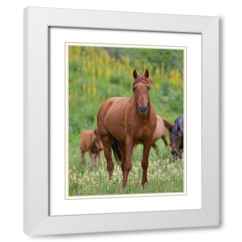Horses on their summer pasture National Park Besch Tasch in the Talas Alatoo mountain range White Modern Wood Framed Art Print with Double Matting by Zwick, Martin