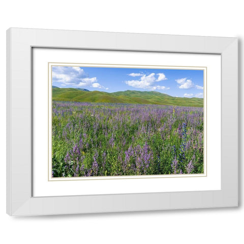 Wildflower meadow near the mountain road from Kazarman to mountain pass Urum Basch Ashuusu in the  White Modern Wood Framed Art Print with Double Matting by Zwick, Martin