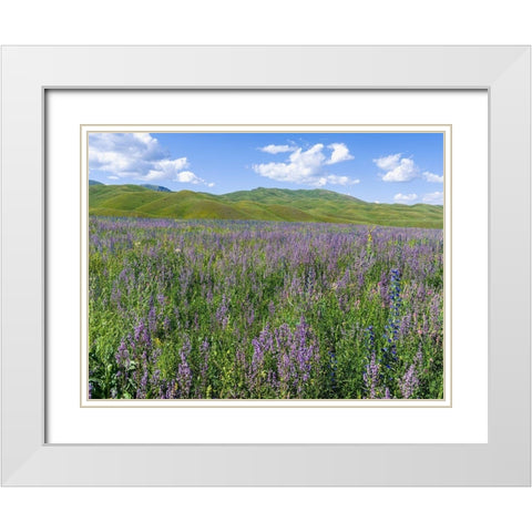 Wildflower meadow near the mountain road from Kazarman to mountain pass Urum Basch Ashuusu in the  White Modern Wood Framed Art Print with Double Matting by Zwick, Martin