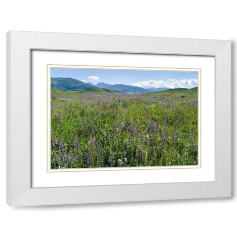 Wildflower meadow near the mountain road from Kazarman to mountain pass Urum Basch Ashuusu in the  White Modern Wood Framed Art Print with Double Matting by Zwick, Martin