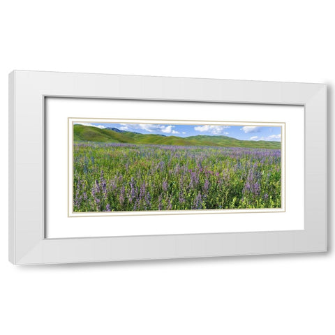 Wildflower meadow near the mountain road from Kazarman to mountain pass Urum Basch Ashuusu in the  White Modern Wood Framed Art Print with Double Matting by Zwick, Martin