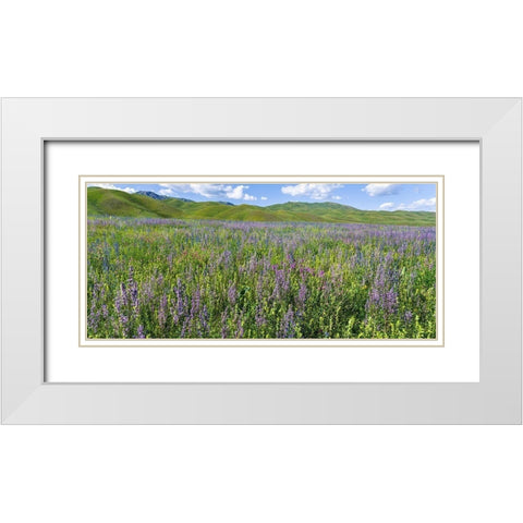 Wildflower meadow near the mountain road from Kazarman to mountain pass Urum Basch Ashuusu in the  White Modern Wood Framed Art Print with Double Matting by Zwick, Martin
