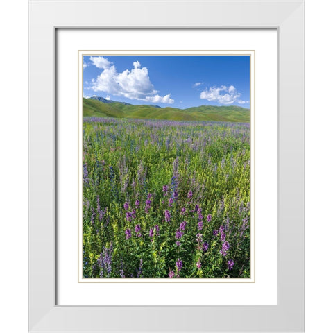 Wildflower meadow near the mountain road from Kazarman to mountain pass Urum Basch Ashuusu in the  White Modern Wood Framed Art Print with Double Matting by Zwick, Martin