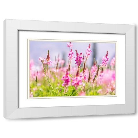 Sarytag-Sughd Province-Tajikistan Field of pink wildflowers in sunshine White Modern Wood Framed Art Print with Double Matting by Wilson, Emily M.