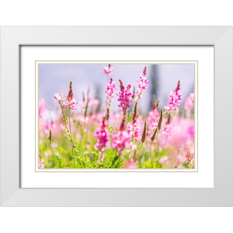Sarytag-Sughd Province-Tajikistan Field of pink wildflowers in sunshine White Modern Wood Framed Art Print with Double Matting by Wilson, Emily M.