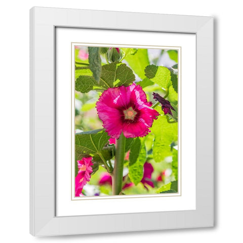 Sarytag-Sughd Province-Tajikistan Hollyhock blossoms in the mountains of Tajikistan White Modern Wood Framed Art Print with Double Matting by Wilson, Emily M.