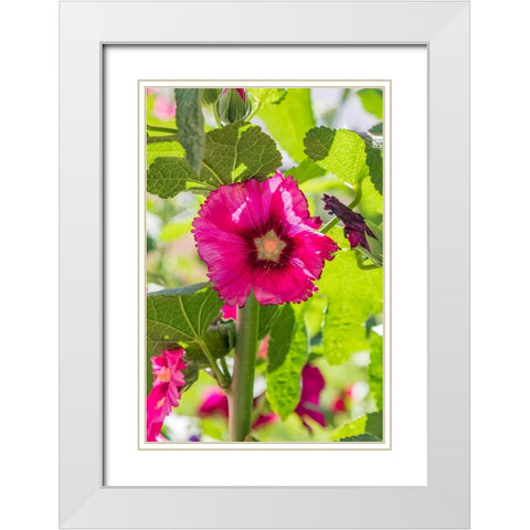 Sarytag-Sughd Province-Tajikistan Hollyhock blossoms in the mountains of Tajikistan White Modern Wood Framed Art Print with Double Matting by Wilson, Emily M.