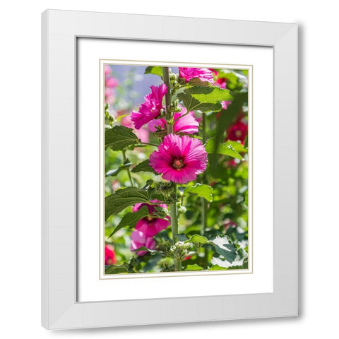 Sarytag-Sughd Province-Tajikistan Hollyhock blossoms in the mountains of Tajikistan White Modern Wood Framed Art Print with Double Matting by Wilson, Emily M.