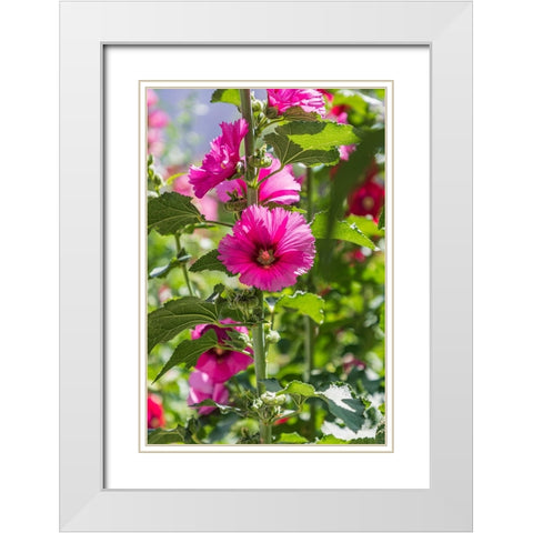 Sarytag-Sughd Province-Tajikistan Hollyhock blossoms in the mountains of Tajikistan White Modern Wood Framed Art Print with Double Matting by Wilson, Emily M.