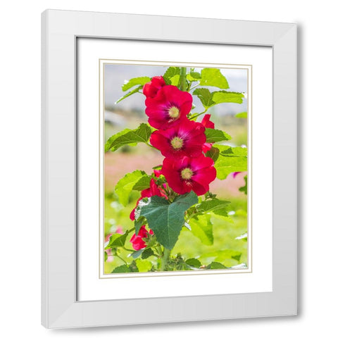 Sarytag-Sughd Province-Tajikistan Hollyhock blossoms in the mountains of Tajikistan White Modern Wood Framed Art Print with Double Matting by Wilson, Emily M.