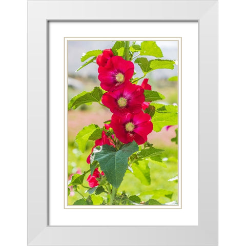 Sarytag-Sughd Province-Tajikistan Hollyhock blossoms in the mountains of Tajikistan White Modern Wood Framed Art Print with Double Matting by Wilson, Emily M.