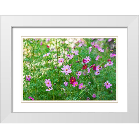 Haft Kul-Sughd Province-Tajikistan Purple daisies in the mountains of Tajikistan White Modern Wood Framed Art Print with Double Matting by Wilson, Emily M.