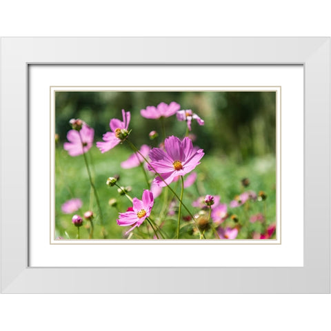 Haft Kul-Sughd Province-Tajikistan Purple daisies in the mountains of Tajikistan White Modern Wood Framed Art Print with Double Matting by Wilson, Emily M.