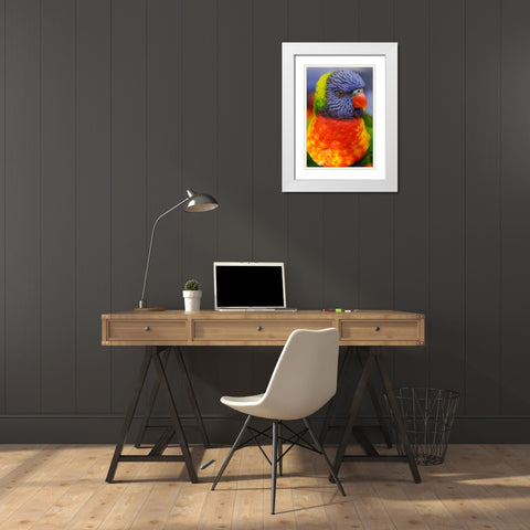 Rainbow lorikeet-native to Australia White Modern Wood Framed Art Print with Double Matting by Jones, Adam