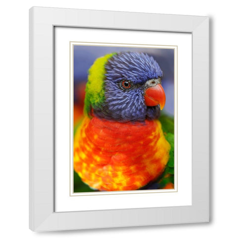 Rainbow lorikeet-native to Australia White Modern Wood Framed Art Print with Double Matting by Jones, Adam