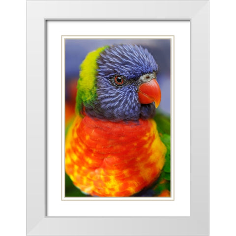 Rainbow lorikeet-native to Australia White Modern Wood Framed Art Print with Double Matting by Jones, Adam
