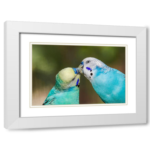 Common parakeets or shell parakeet kissing White Modern Wood Framed Art Print with Double Matting by Jones, Adam