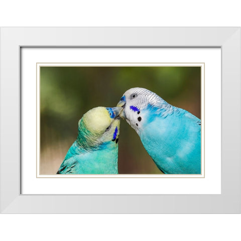 Common parakeets or shell parakeet kissing White Modern Wood Framed Art Print with Double Matting by Jones, Adam