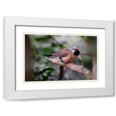 Shaft-tail finch-native to Australia White Modern Wood Framed Art Print with Double Matting by Jones, Adam