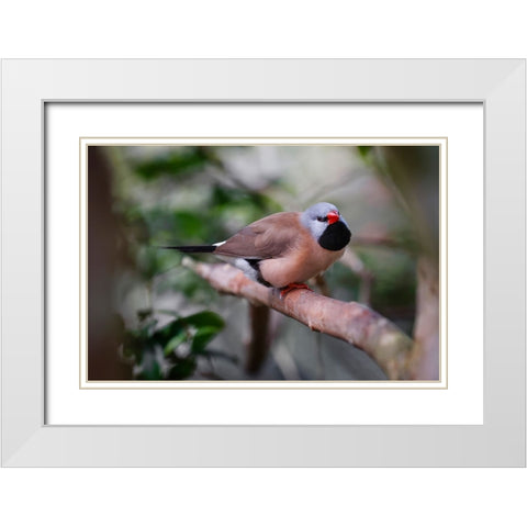 Shaft-tail finch-native to Australia White Modern Wood Framed Art Print with Double Matting by Jones, Adam