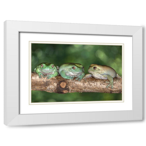 Australia. Whites tree frogs on log. White Modern Wood Framed Art Print with Double Matting by Jaynes Gallery