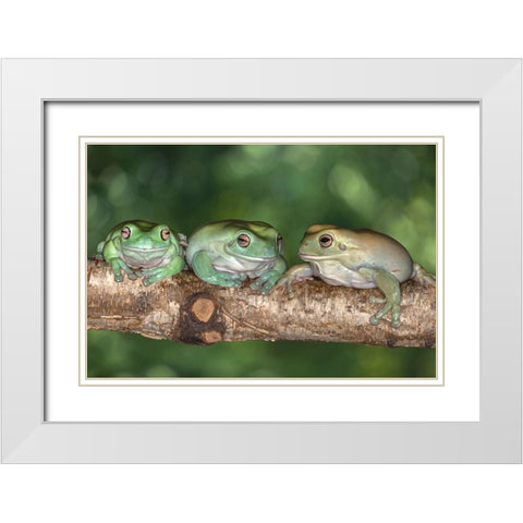 Australia. Whites tree frogs on log. White Modern Wood Framed Art Print with Double Matting by Jaynes Gallery