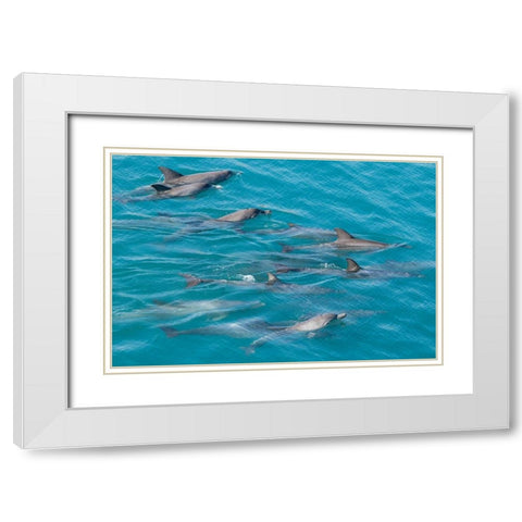 Australia-Kimberley Coast-Yampi Sound-Buccaneer Archipelago Indo-Pacific bottlenose dolphins White Modern Wood Framed Art Print with Double Matting by Hopkins, Cindy Miller