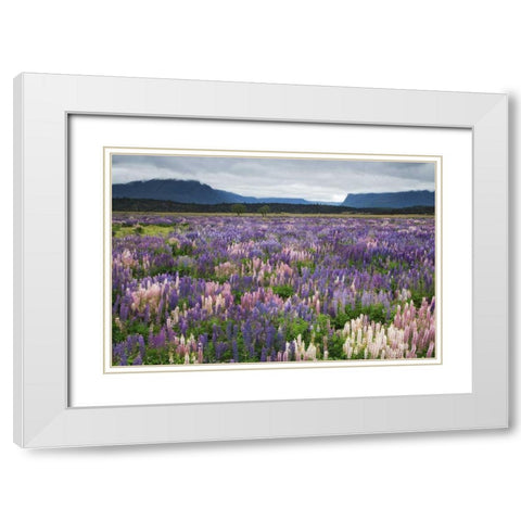 New Zealand, South Island Blooming lupine White Modern Wood Framed Art Print with Double Matting by Flaherty, Dennis