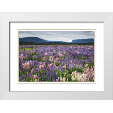 New Zealand, South Island Blooming lupine White Modern Wood Framed Art Print with Double Matting by Flaherty, Dennis