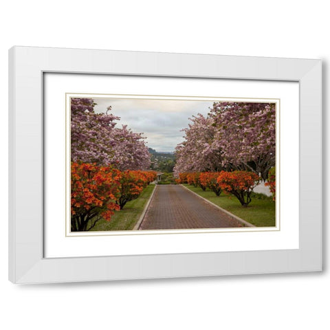 New Zealand, North Island Cherry tree in blossom White Modern Wood Framed Art Print with Double Matting by Grall, Don