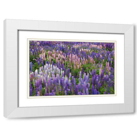 New Zealand, South Island Lupine in Fiordland NP White Modern Wood Framed Art Print with Double Matting by Flaherty, Dennis