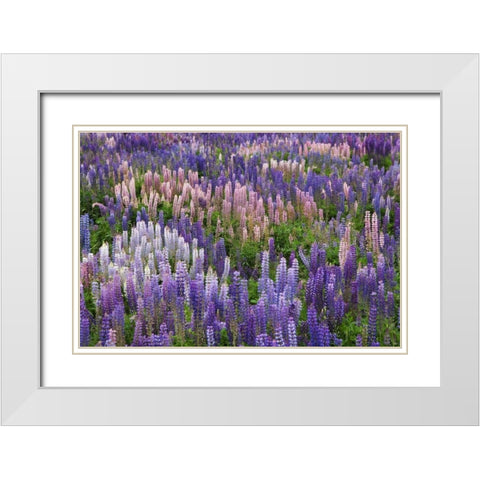 New Zealand, South Island Lupine in Fiordland NP White Modern Wood Framed Art Print with Double Matting by Flaherty, Dennis