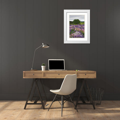 New Zealand, South Is Lupines in Fiordland NP White Modern Wood Framed Art Print with Double Matting by Flaherty, Dennis