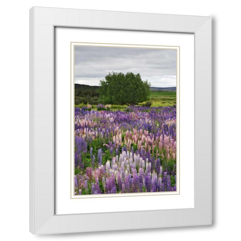 New Zealand, South Is Lupines in Fiordland NP White Modern Wood Framed Art Print with Double Matting by Flaherty, Dennis