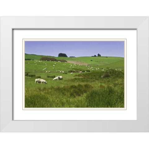 New Zealand, South Island Sheep grazing in field White Modern Wood Framed Art Print with Double Matting by Flaherty, Dennis
