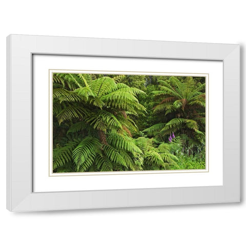 New Zealand, South Island Tree ferns White Modern Wood Framed Art Print with Double Matting by Flaherty, Dennis