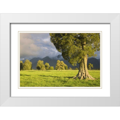 New Zealand, South Isl Storm lit kahikatea trees White Modern Wood Framed Art Print with Double Matting by Flaherty, Dennis