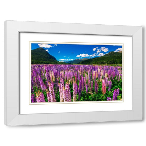 Spring lupine in Eglinton Valley-Fiordland National Park-South Island-New Zealand White Modern Wood Framed Art Print with Double Matting by Bishop, Russ