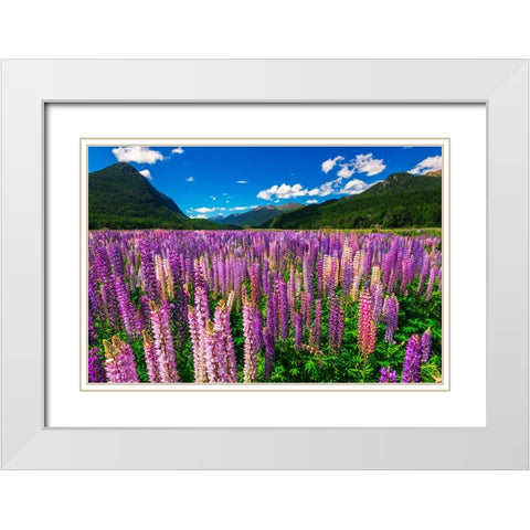 Spring lupine in Eglinton Valley-Fiordland National Park-South Island-New Zealand White Modern Wood Framed Art Print with Double Matting by Bishop, Russ