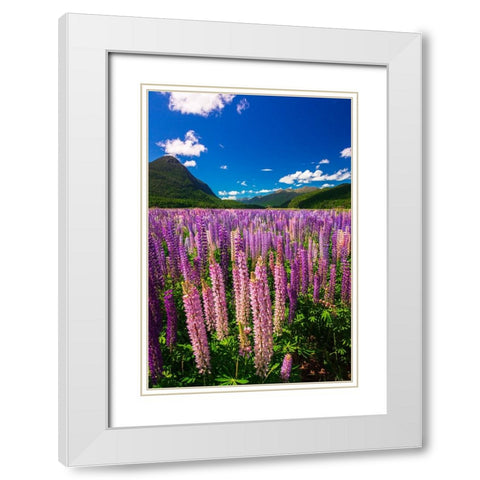 Spring lupine in Eglinton Valley-Fiordland National Park-South Island-New Zealand White Modern Wood Framed Art Print with Double Matting by Bishop, Russ