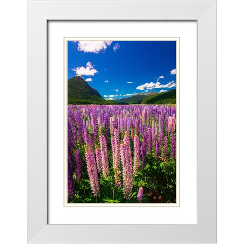 Spring lupine in Eglinton Valley-Fiordland National Park-South Island-New Zealand White Modern Wood Framed Art Print with Double Matting by Bishop, Russ